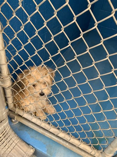 animal shelter bakersfield mt vernon|Bakersfield Animal Shelter .